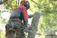 Safe Tree Removal The Foundation of Responsible Arboriculture