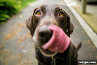 Your Pet’s Ultimate Outdoor Space 4 Safety and Fun Tips