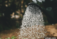 4 Natural Ways to Improve Your Garden’s Health and Appearance
