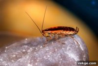 The Silent Destroyers: How Pests Undermine Your Home