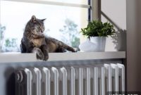 Design Your Cat’s Ultimate Cozy Hideaway