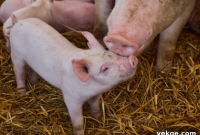 Start Your Mini-Homestead: 3 Tips for Backyard Animal Farming