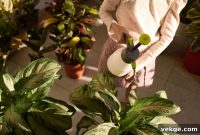 Perfecting Houseplant Humidity for Growth