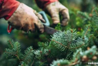 Conifer Pruning Made Simple