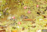 Drainage Problems Solved Expert Solutions