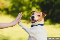 Maintaining a Spotless Home with Your Dog