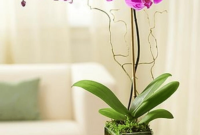Boost Productivity in Dubai: The Power of Office Plants
