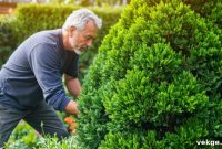 Mastering Thuja Green Giant Shrub Care