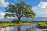 Post-Drought Downpour: Critical Care for Your Trees