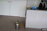 Flea Free Move Out 10 Tips for Pet Owners at Lease End