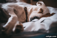 6 Smart Design Tips for Your Dog’s Dream Home