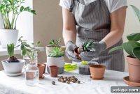 Your Indoor Garden Oasis Five Essential Steps