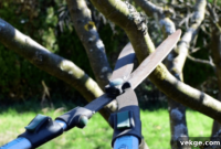 Optimal Tree Trimming Seasons in Missouri