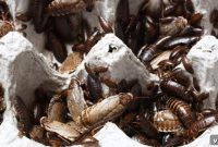 Effective Strategies for Pest Prevention and Elimination on Your Property
