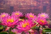The Sacred Lotus: A Mystical Icon