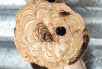 Safe Home Wasp Nest Removal No Stings