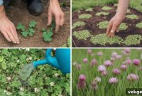 Unlock a Beautiful Lawn: The Clover Method for Less Work