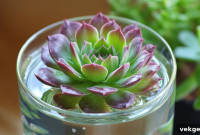 Simple Water Propagation for Succulents Your Full Guide