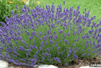 Keeping Lavender in Check: Managing Its Growth and Spread