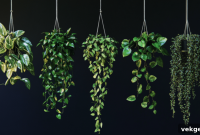 21 Shade Loving Trailing Plants to Enhance Your Home Decor