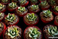 Succulent Propagation Made Easy