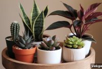 Elevate Your Small Spaces: Top Plants for Compact Pots