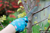 Mastering Seasonal Tree Pruning for Australian Gardens