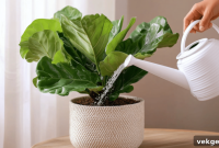 The Ultimate Fiddle Leaf Fig Watering Guide