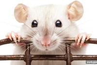 Mastering Sticky Rat Traps