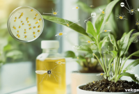 No More Fungus Gnats Prevention and Eradication Strategies