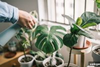 The Art of Rare Indoor Gardening Design Your Exotic Botanical Haven