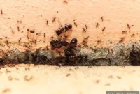 Keeping Ants Out of Your Home
