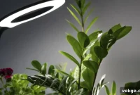 Plant-Powered Design: Light Essentials for Every Room