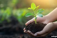 Beyond Watering 5 Crucial Garden Maintenance Steps and Why They Matter