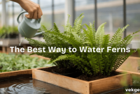 5 Essential Watering Techniques for Thriving Ferns
