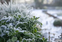 Secrets to a Lush Winter Garden