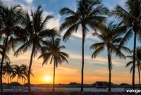 5 Tips for Los Angeles Palm Tree Identification and Care