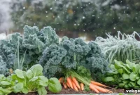 Your Winter Garden 22 Crops That Thrive in the Cold