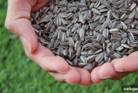 Indoor Seeds Outdoor Dreams Cultivating a Bountiful Spring Garden