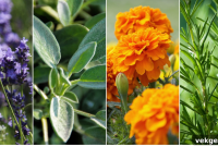 15 Plants to Naturally Banish Flies