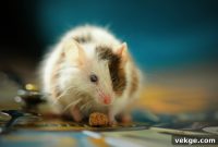Why You Still Have Mice The Real Reason And Your Action Plan
