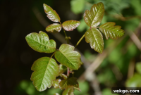 Poison Ivy No More 7 Landscaping Solutions