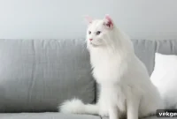 Living Large: Designing Your Maine Coon’s Dream Home