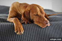 Pawsitively Chic: Styling Your Home for You and Your Pets