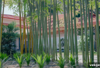 Bamboo Growth Revealed