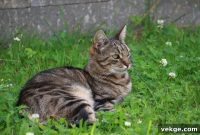 Stop Cats Pooping In Your Garden Today