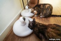 Smart Cat Feeding Showdown: Microchip Versus Automatic Systems