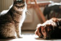 Achieving Legitimate ESA Status for Your Pet