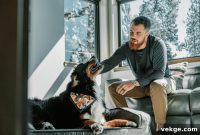 Your Complete Guide to Calming Chews for Dog Anxiety
