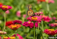 Ever-Blooming Butterfly Gardens